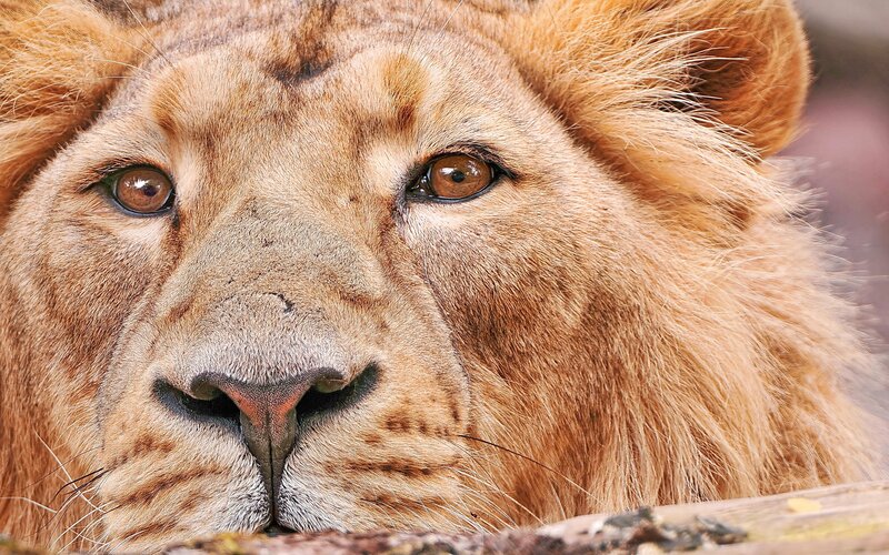 Lion Face Close-up — Brown, Calm, Photograph, Fur