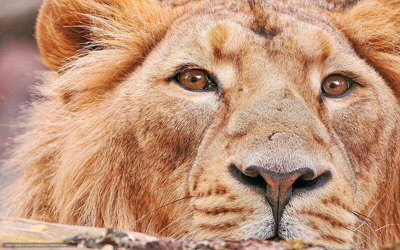 Lion Face Close-up — Brown, Calm, Photograph