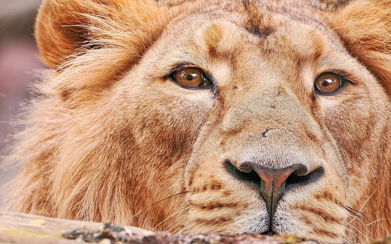 Lion Face Close-up — Brown, Calm