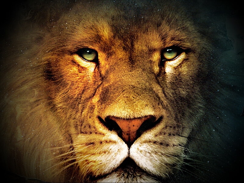 Lion Face Close-up — Brown, Dramatic, Photograph