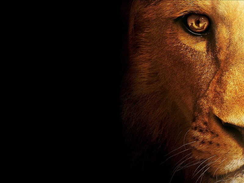 Lion Face Close-up — Brown, Dramatic