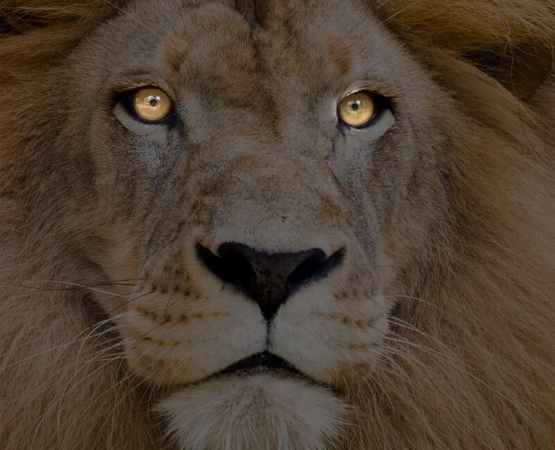 Lion Face Close-up — Brown