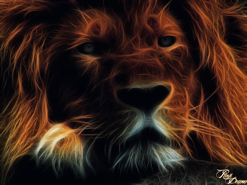 Lion Face Close-up — Orange