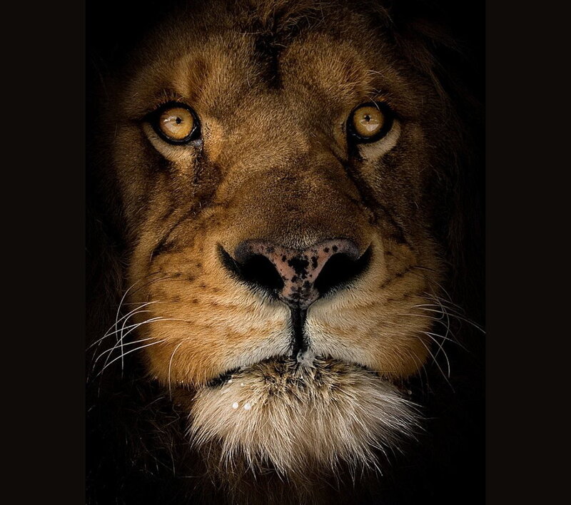 Lion Face Close-up