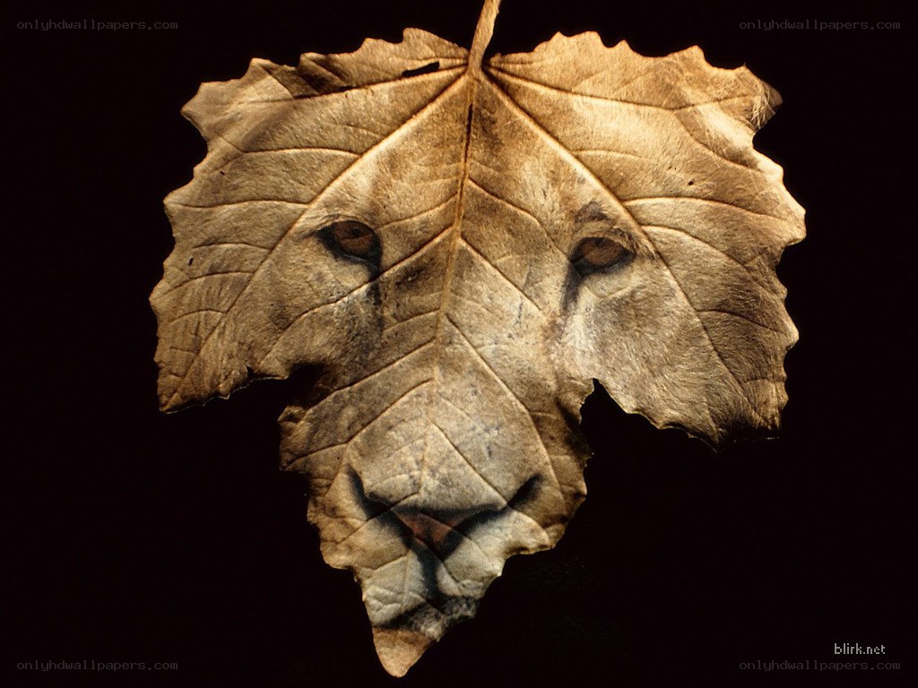 lion face in a leaf