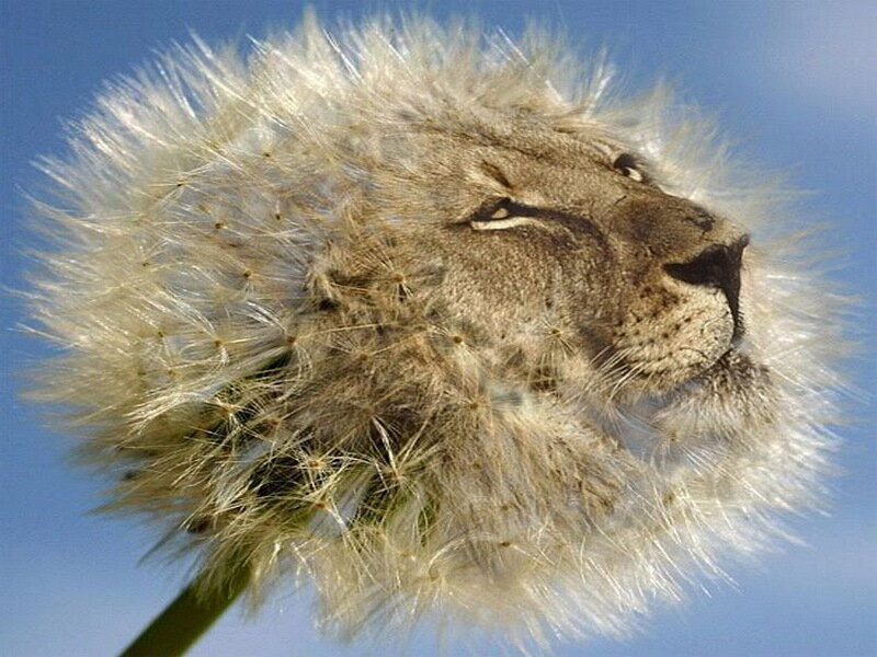 Lion Face in Dandelion