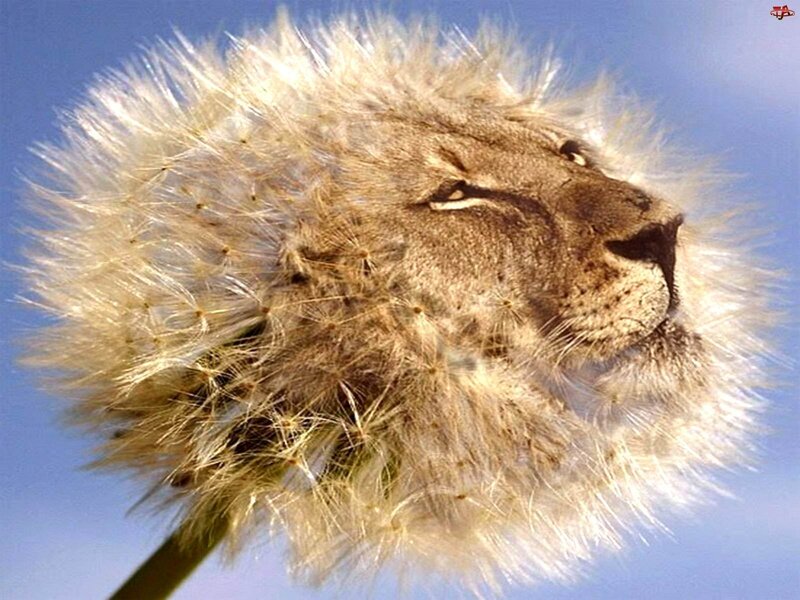 Lion Face on Dandelion