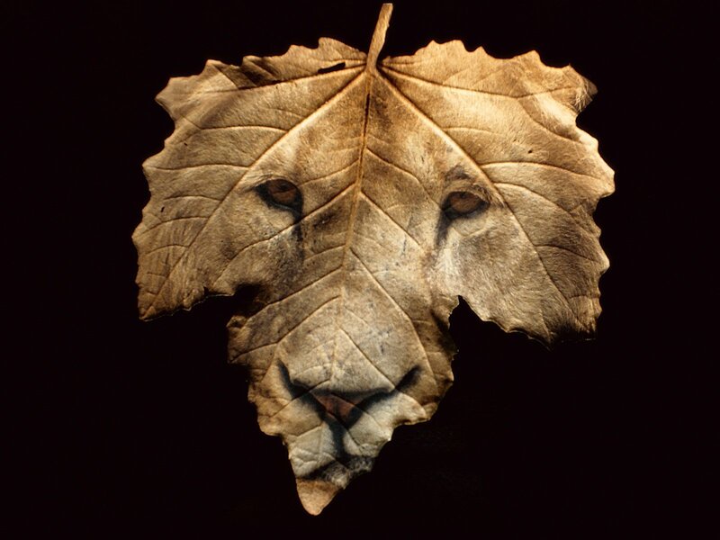 Lion Face on Leaf — Brown, Dramatic