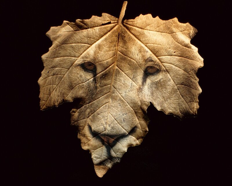 Lion Face on Leaf — Brown