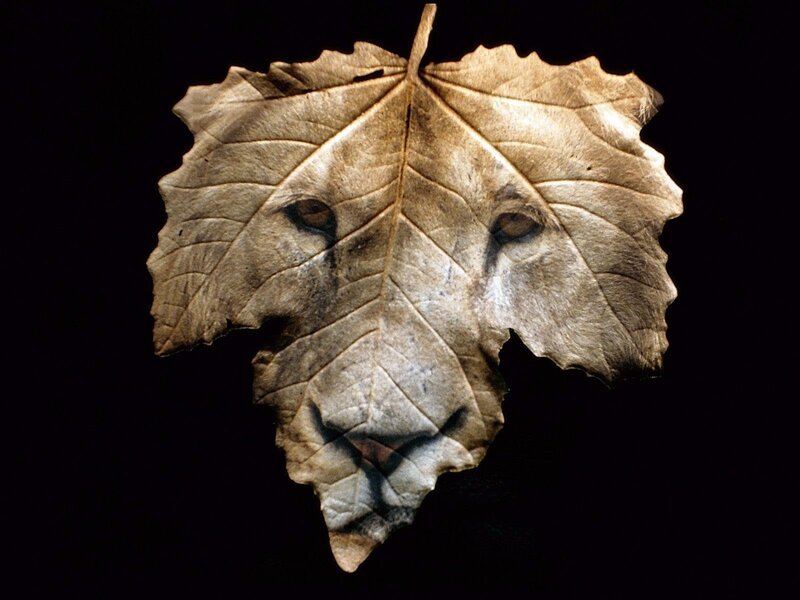 Lion Face on Leaf