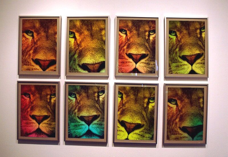 Lion Face Portraits