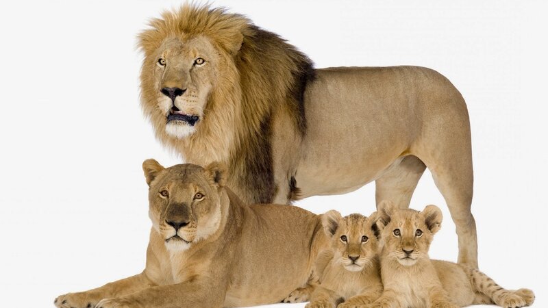 Lion Family — Brown
