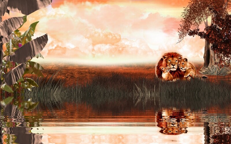 Lion Family by Water
