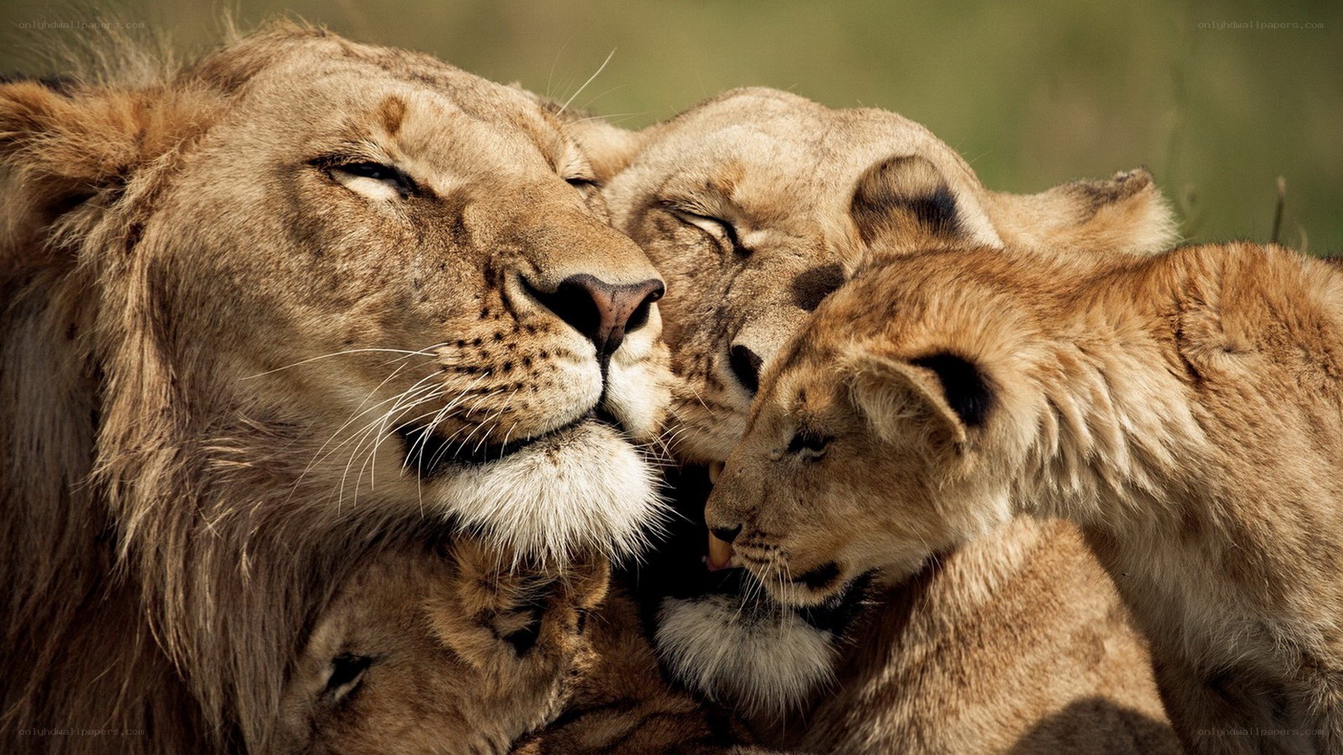 Lion family cuddling