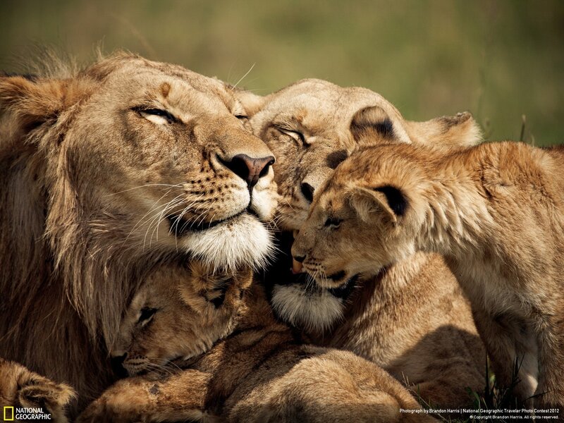 Lion family cuddling