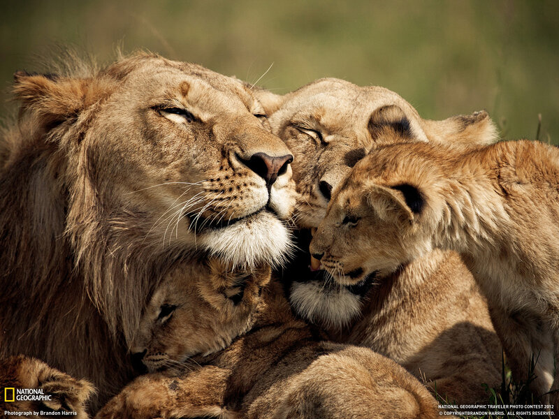 Lion Family Cuddling — Brown