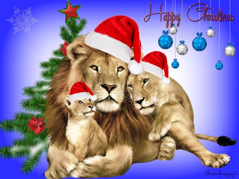 Lion Family in Santa Hats