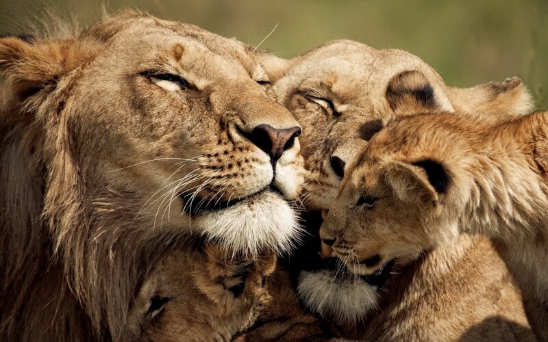 Lion Family Nuzzling — Brown