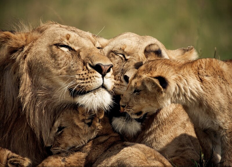 Lion Family Nuzzling