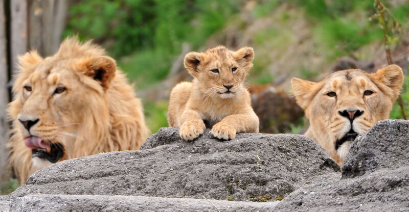 Lion family on a rock