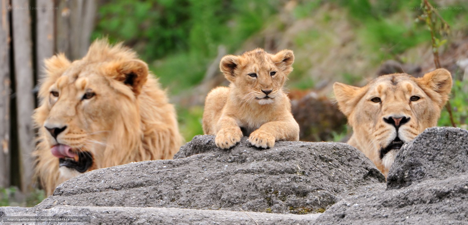 Lion family on a rock