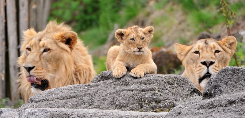 Lion family on a rock