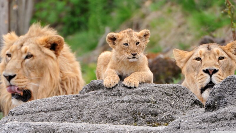 Lion family on a rock