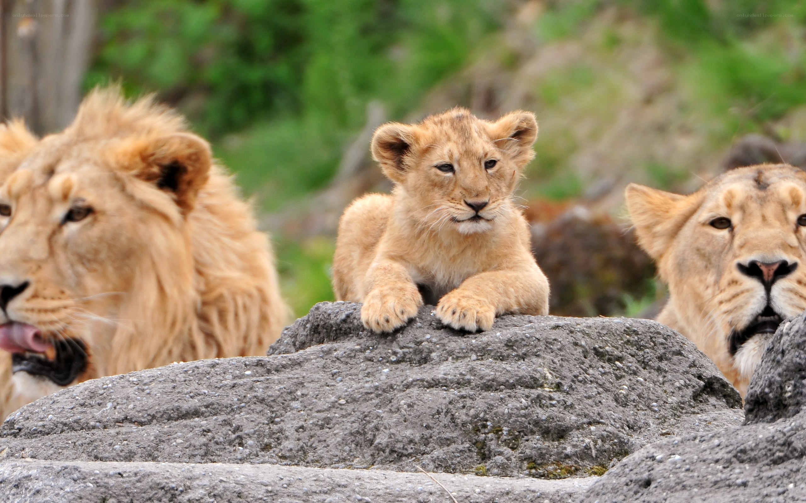 Lion family on a rock