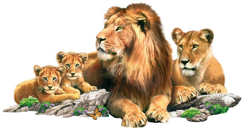 Lion Family on Rock