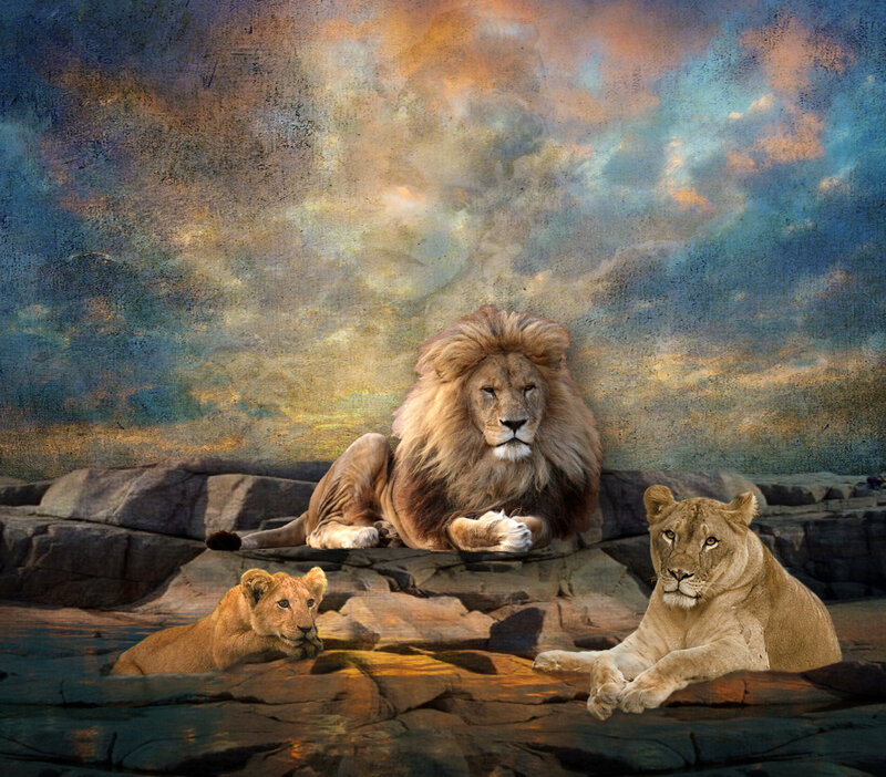 Lion Family on Rocks