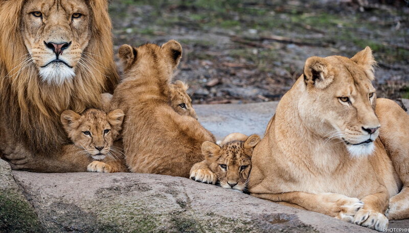 Lion Family Resting — Brown, Calm, Afternoon