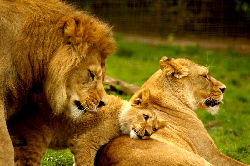 Lion Family Resting — Brown, Calm