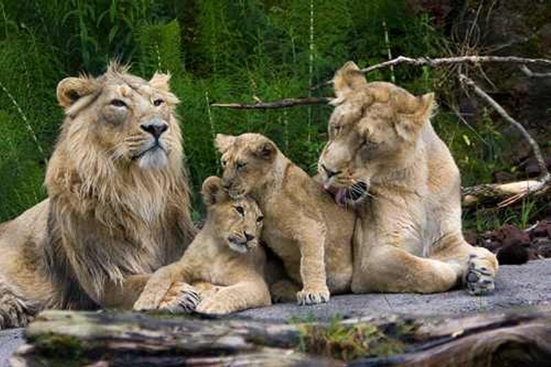 Lion Family Resting — Brown