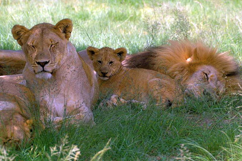 Lion Family Resting