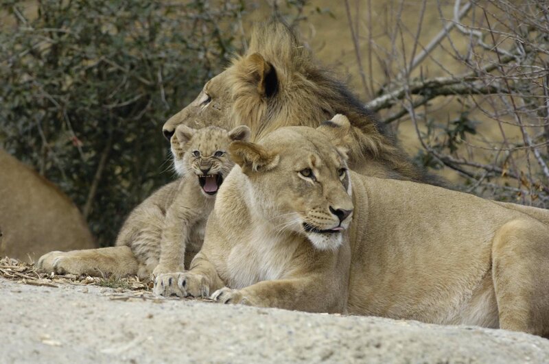 Lion family resting together