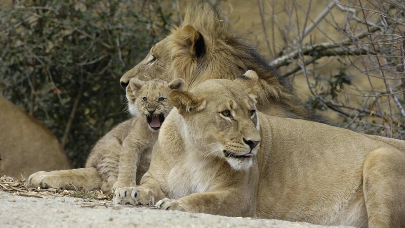 Lion family resting together