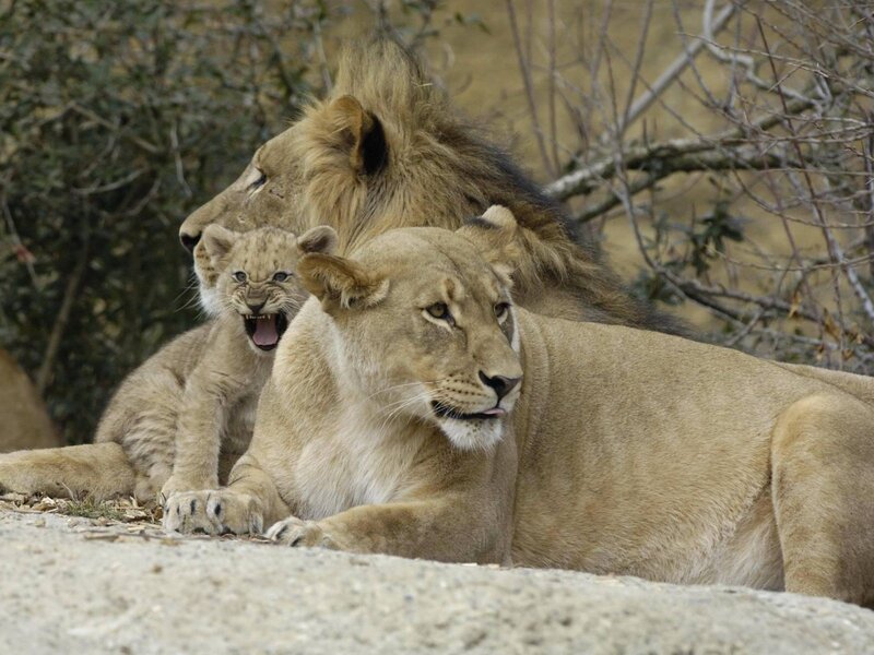 Lion family resting together