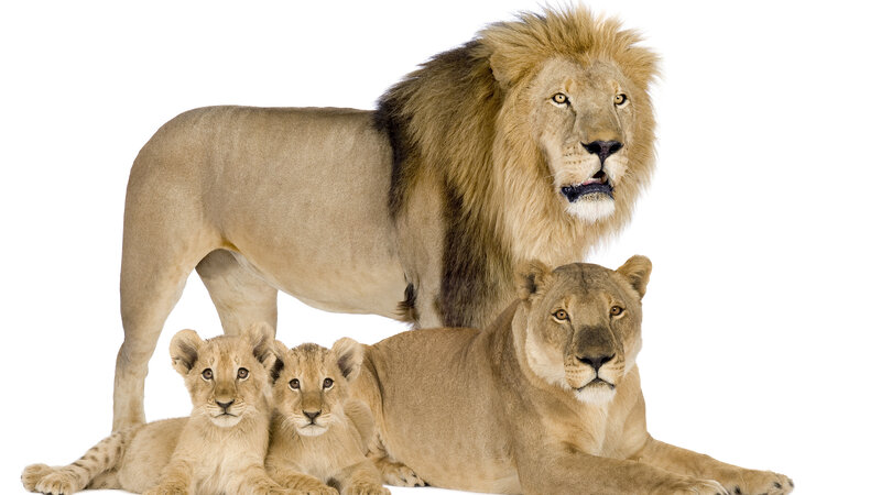 Lion Family — Tan, Calm