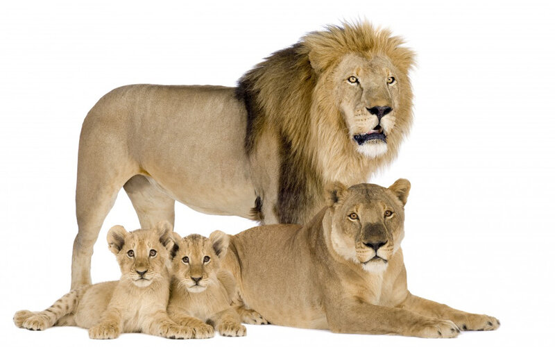 Lion Family — Tan