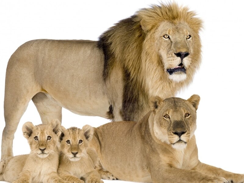 Lion Family
