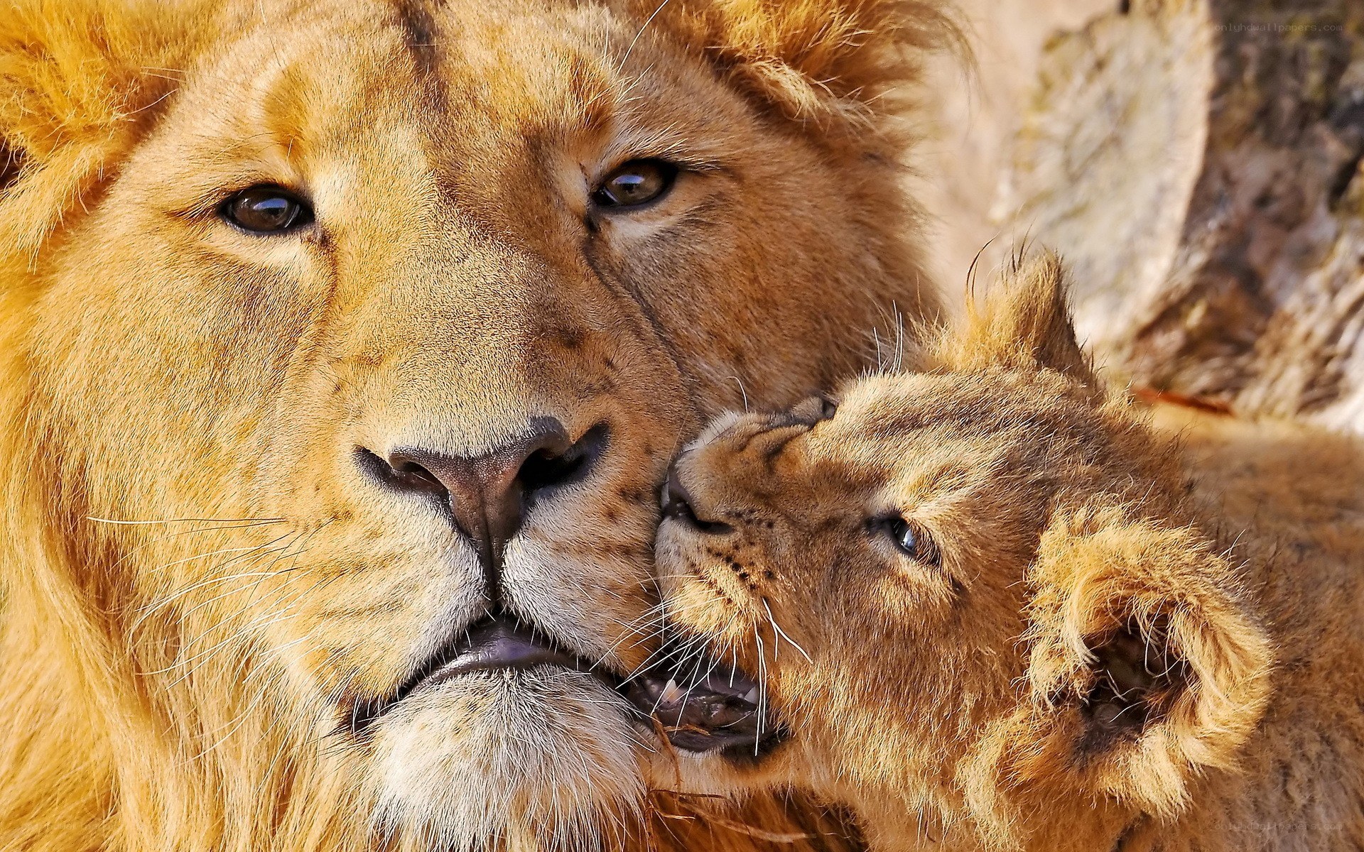 Lion father and cub