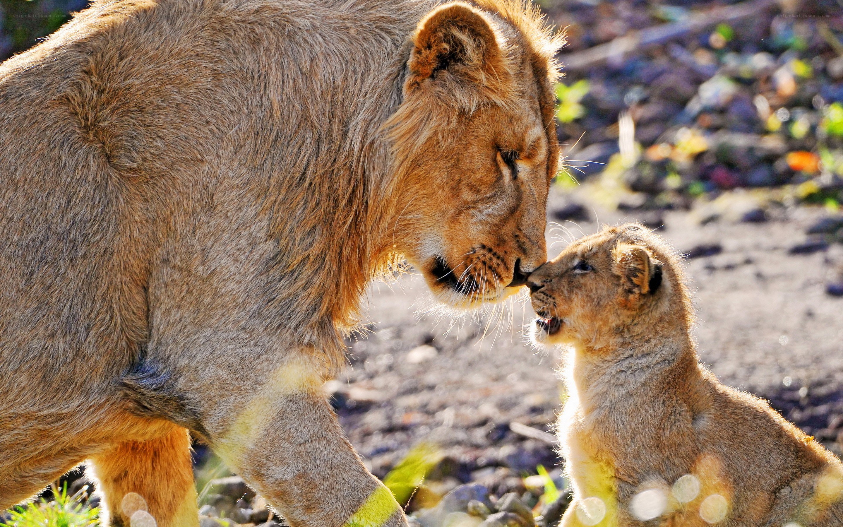 Lion father and cub interaction