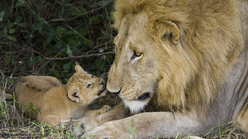 Lion father and cub