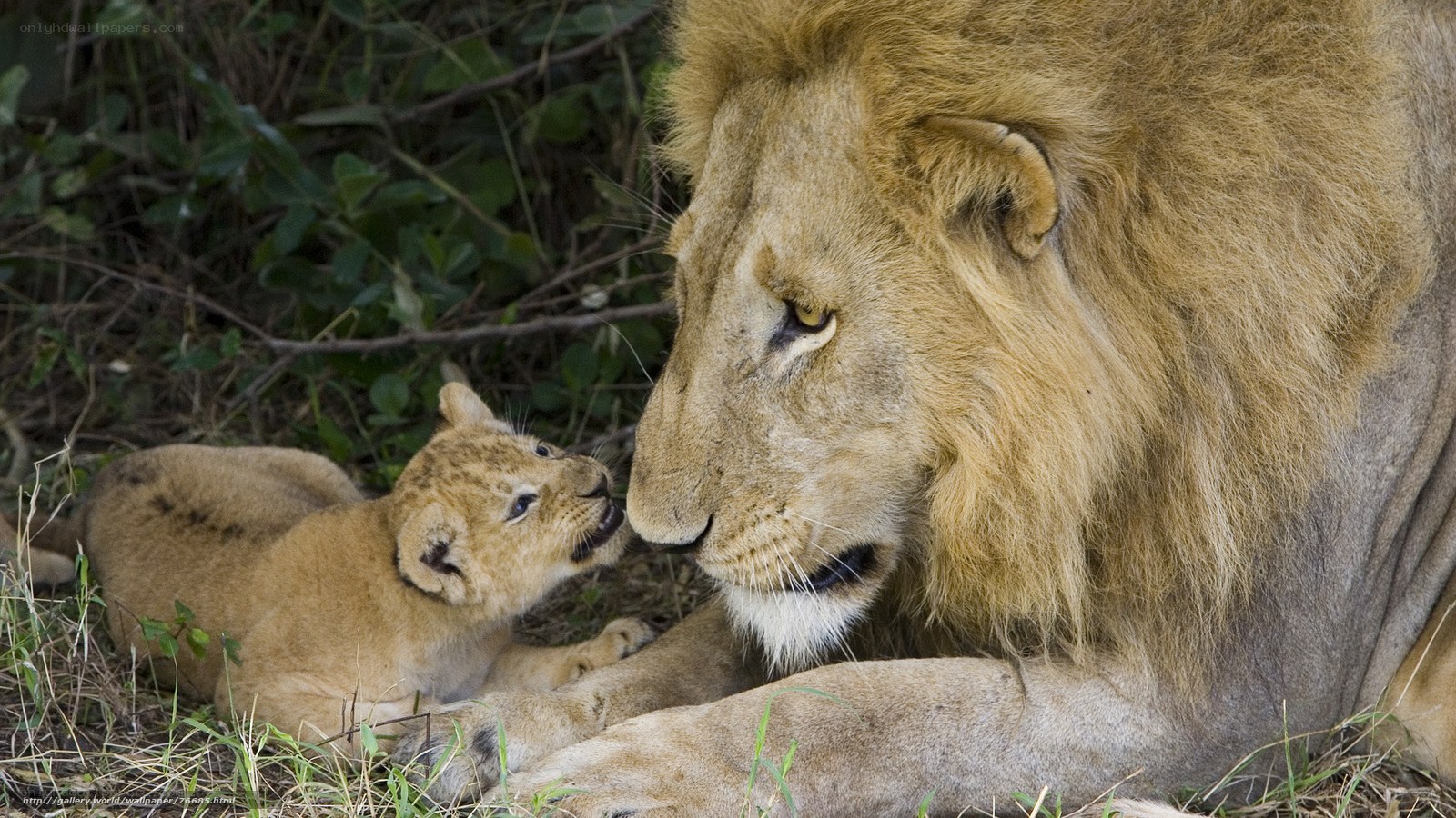 Lion father and cub