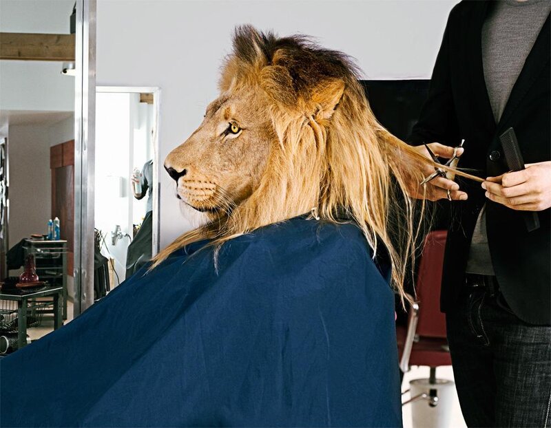 lion getting a haircut