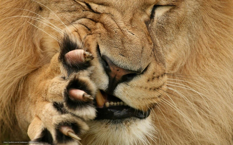Lion Grooming Face — Brown, Calm