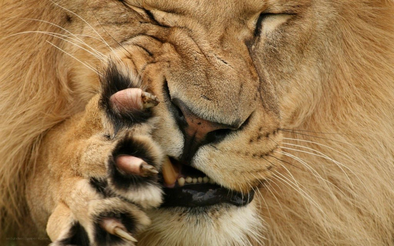 Lion grooming its face