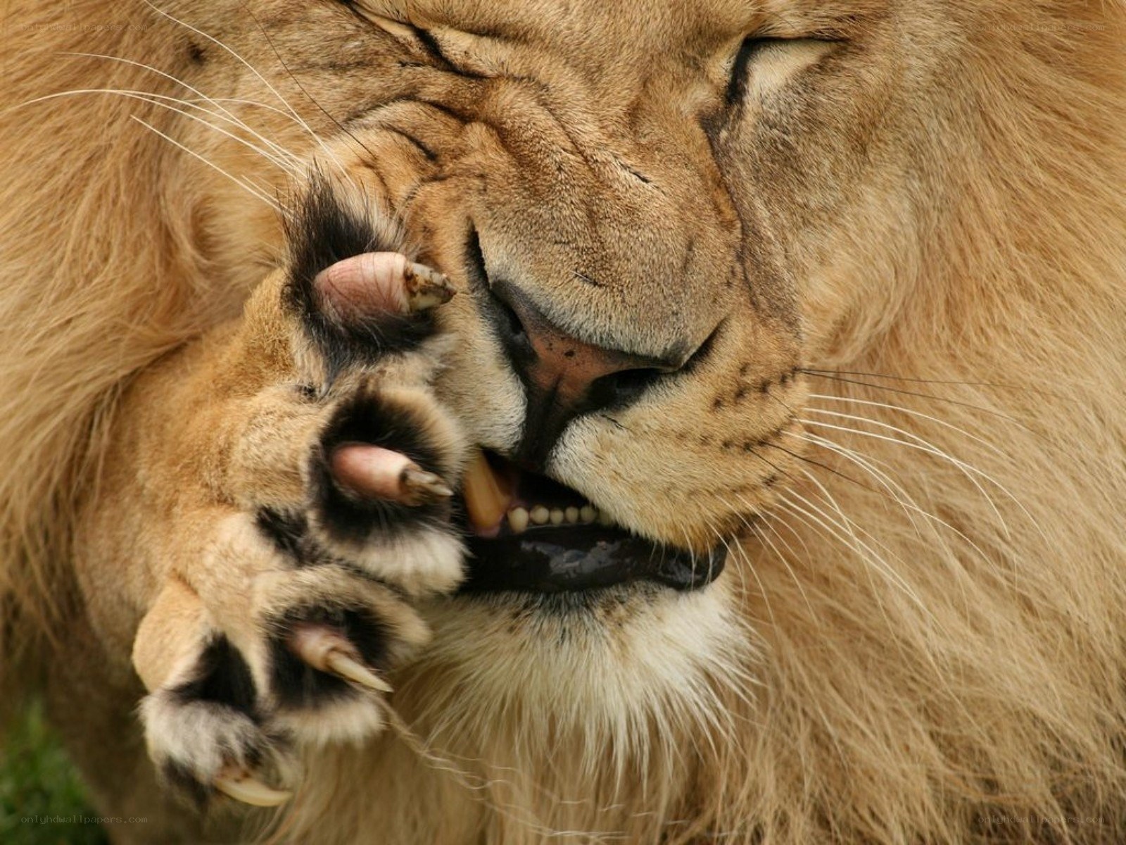 Lion grooming its paw