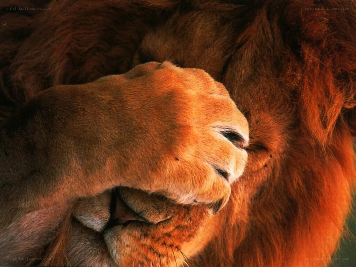 Lion grooming itself