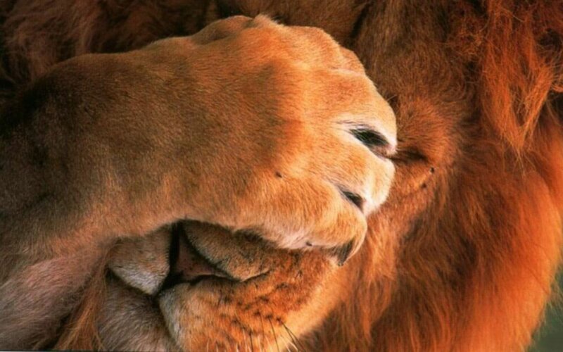 lion grooming itself